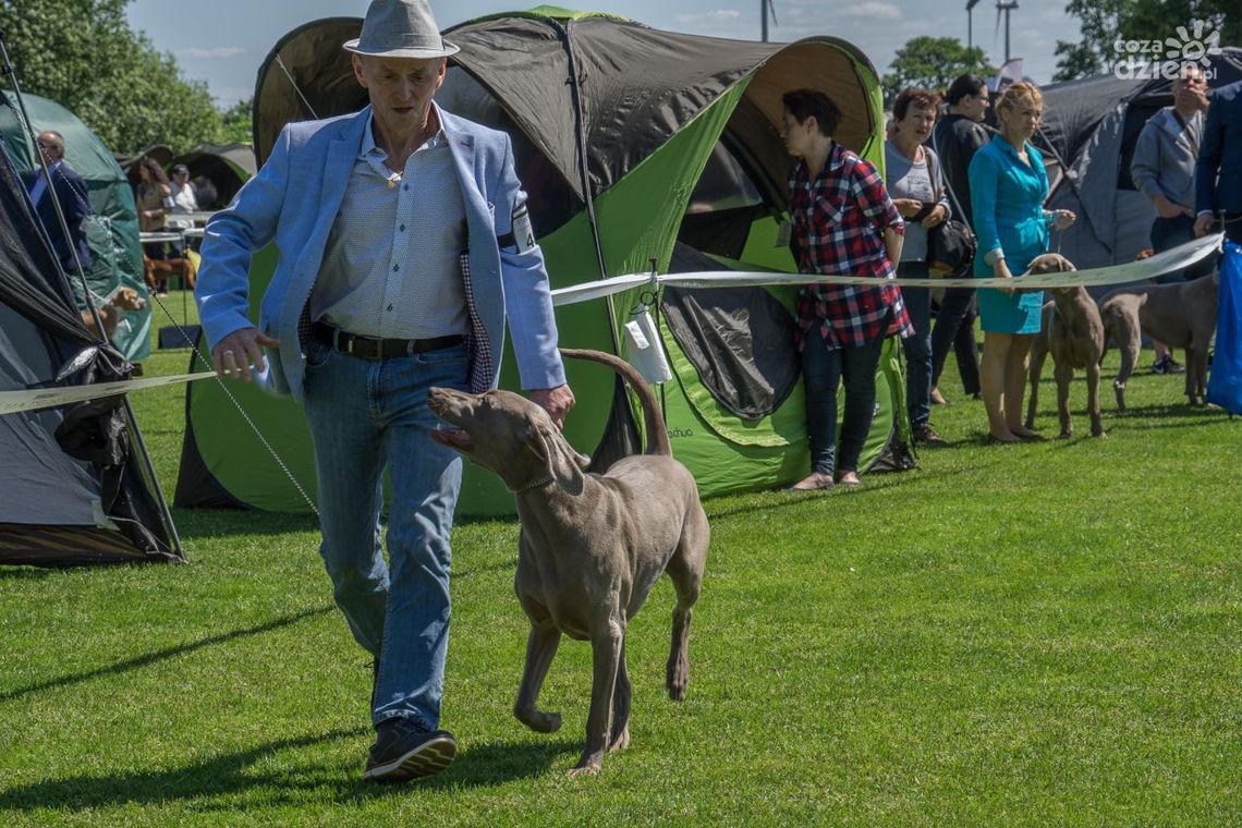 Wystawa Psów Rasowych. Zobacz zdjęcia
