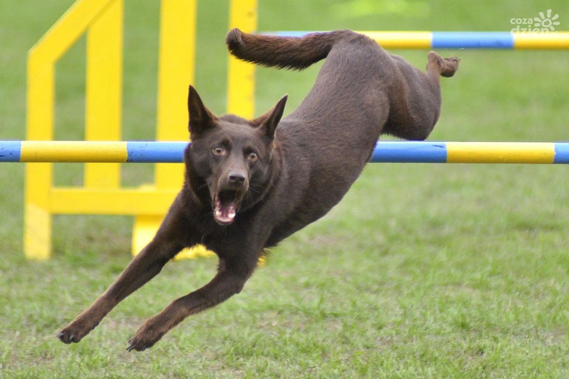Wystawa psów w Iłży Wystawa psów w Iłży