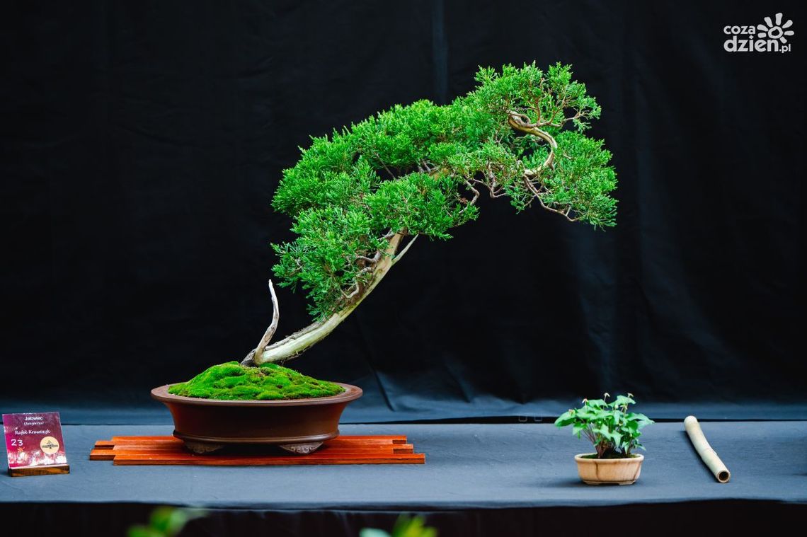 Wystawa wyjątkowych drzew bonsai w Radomiu! 
