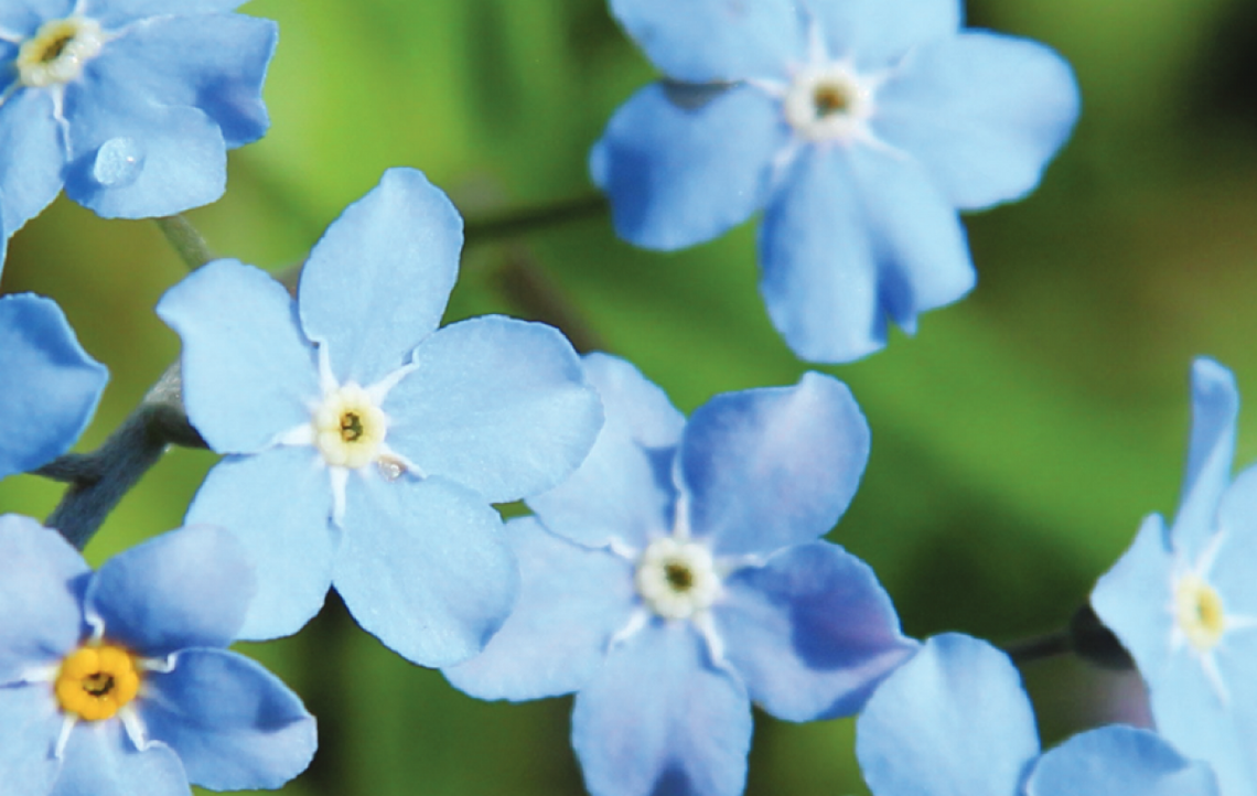 XV Święto Polskiej Niezapominajki