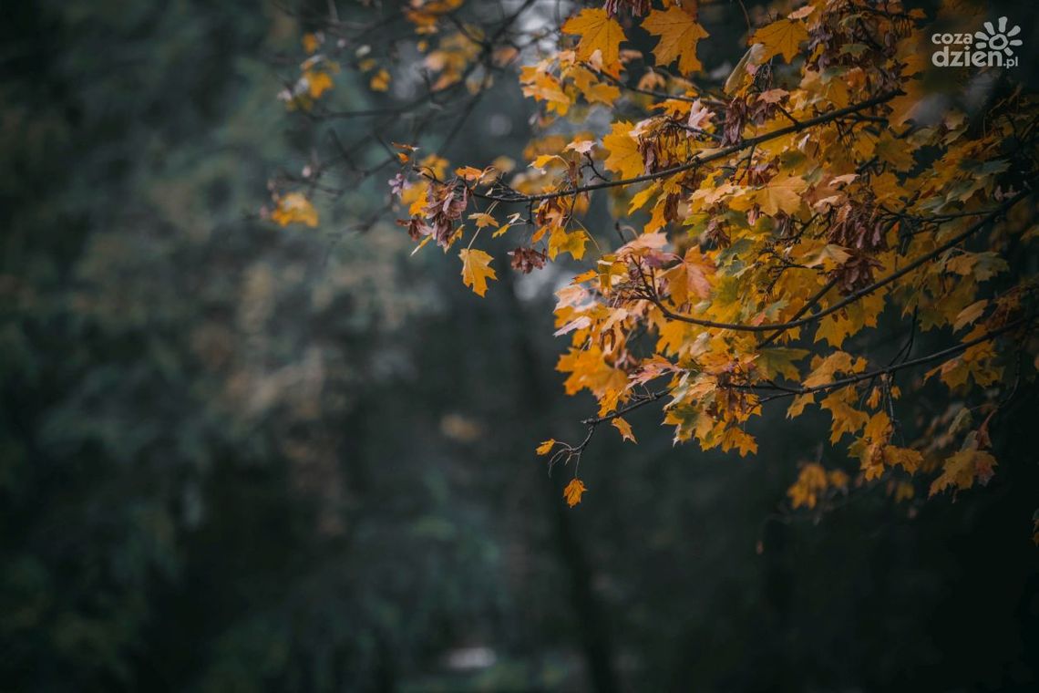 Z myślą o rozwoju terenów zielonych
