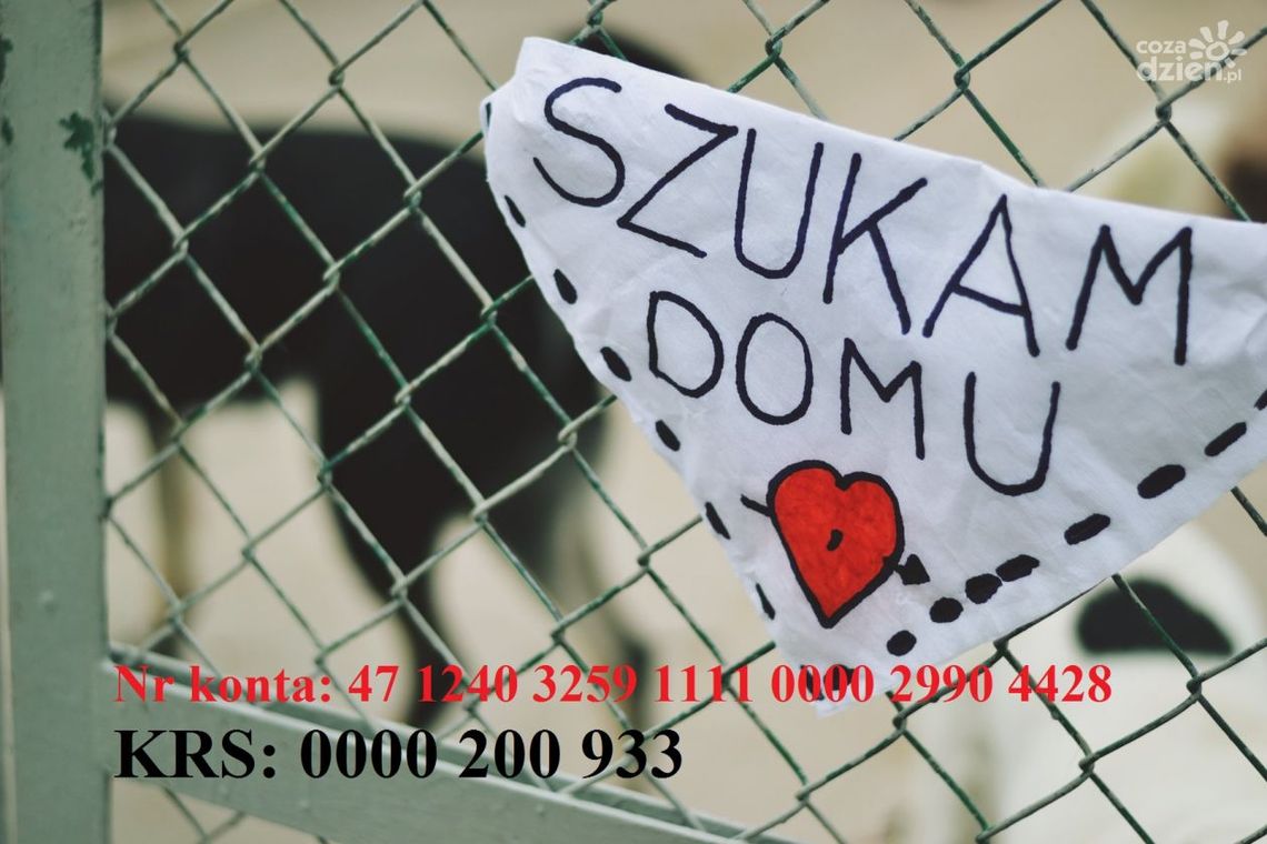 Z pupilem na wakacje