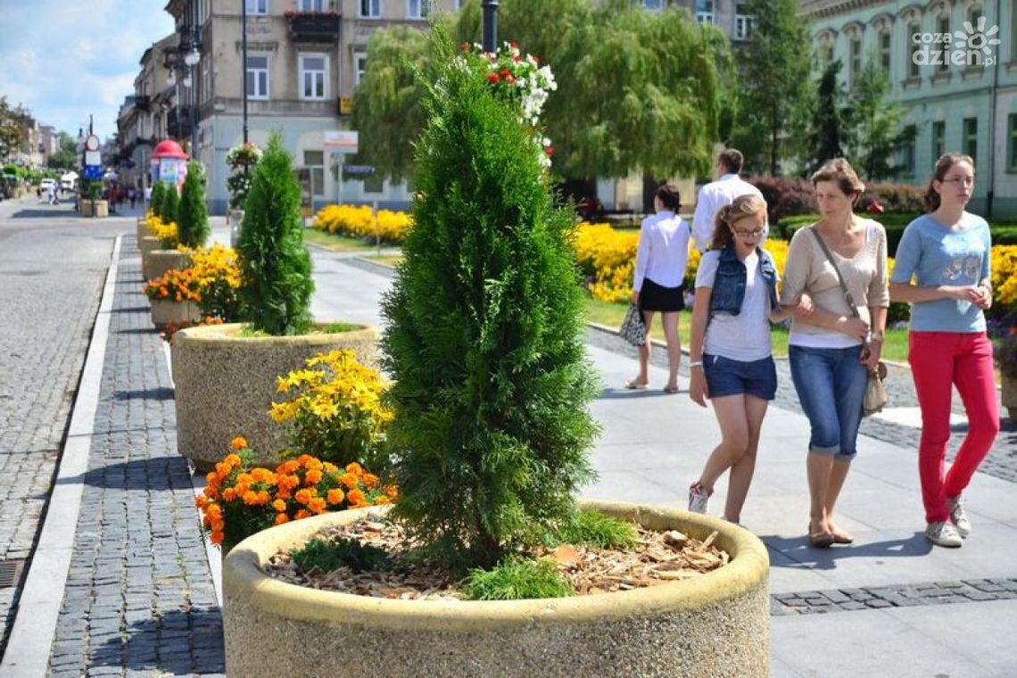 Z tajemnic magistratu: uschnięte katalpy Z tajemnic magistratu: uschnięte katalpy