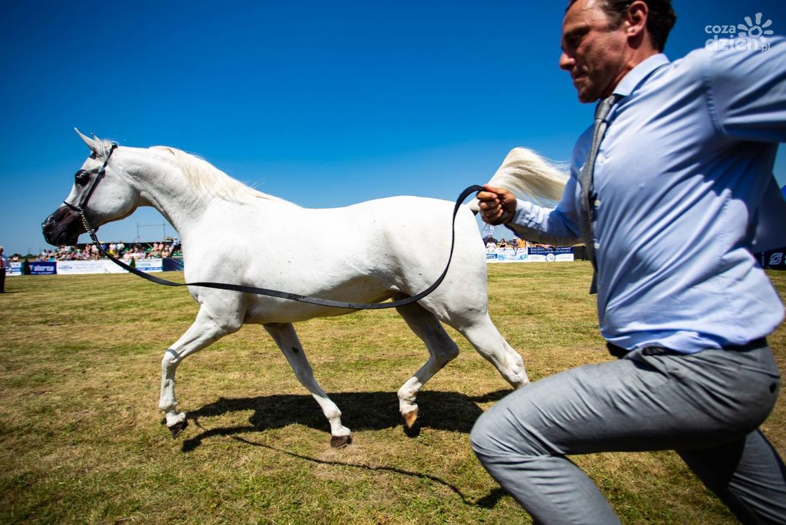Za nami IV Czempionat Koni Arabskich Za nami IV Czempionat Koni Arabskich