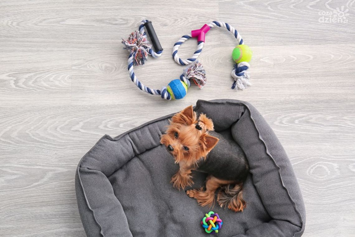 Zabawki dla szczeniaka - jak wybrać?
