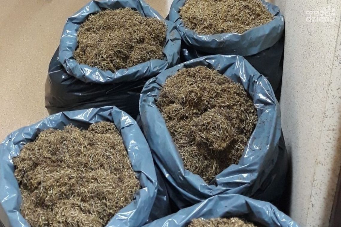 Zabezpieczyli prawie 3,5 tony krajanki tytoniowej