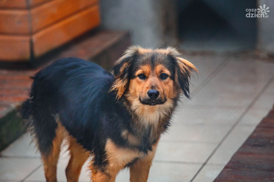 Zabił psa siekierą, bo zagryzł mu kury i króliki