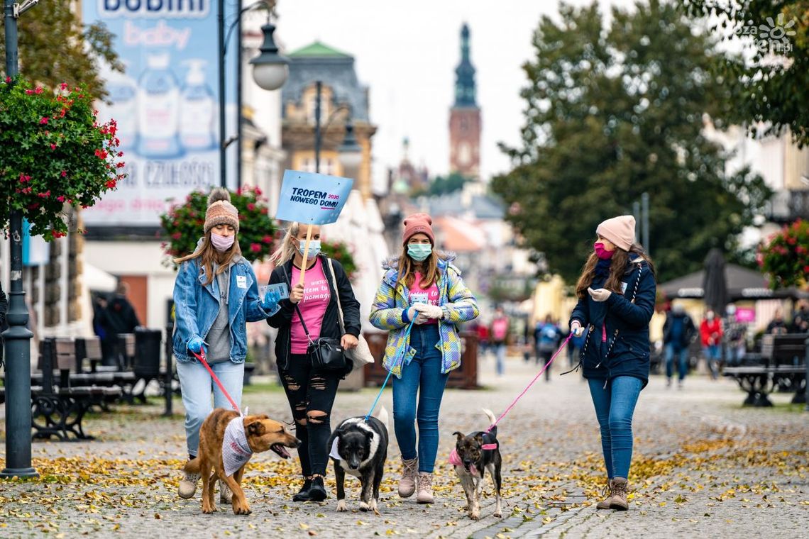  Zachęcali do adopcji zwierząt