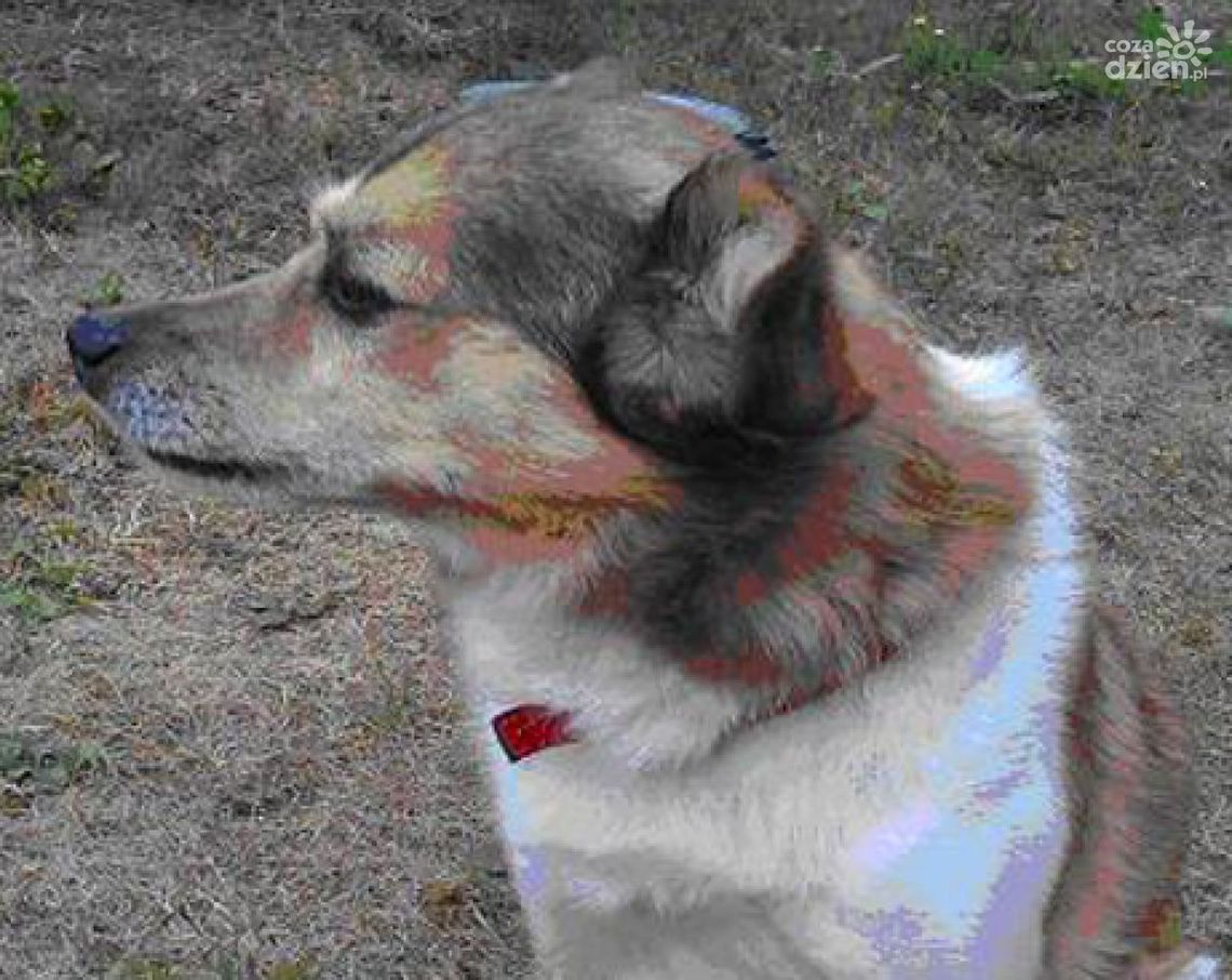 Zaginął kundelek. Szuka go właściciel