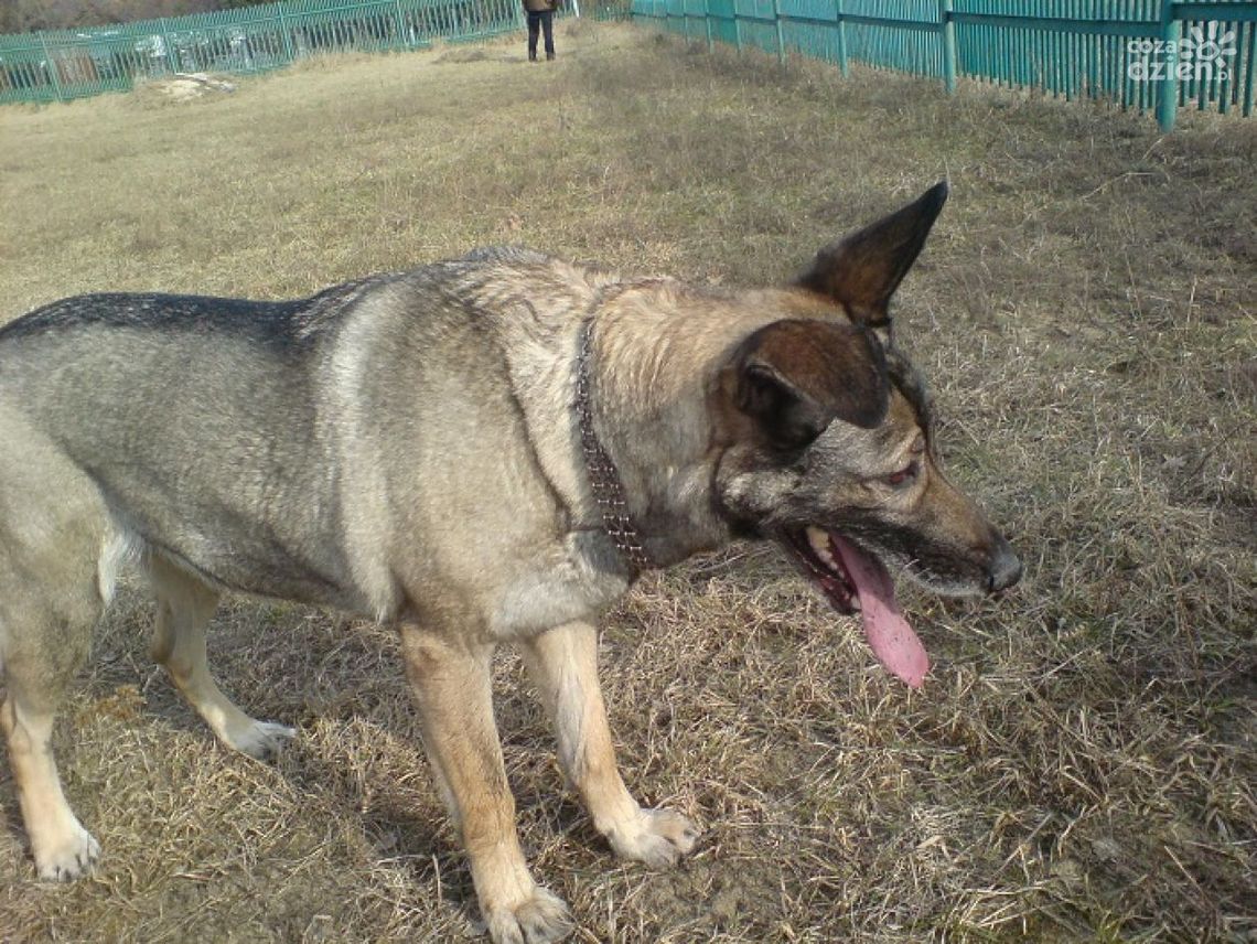 Zaginął pies!