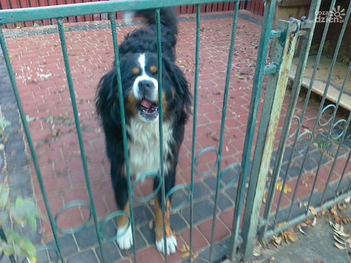 Zaginął pies na Idalinie