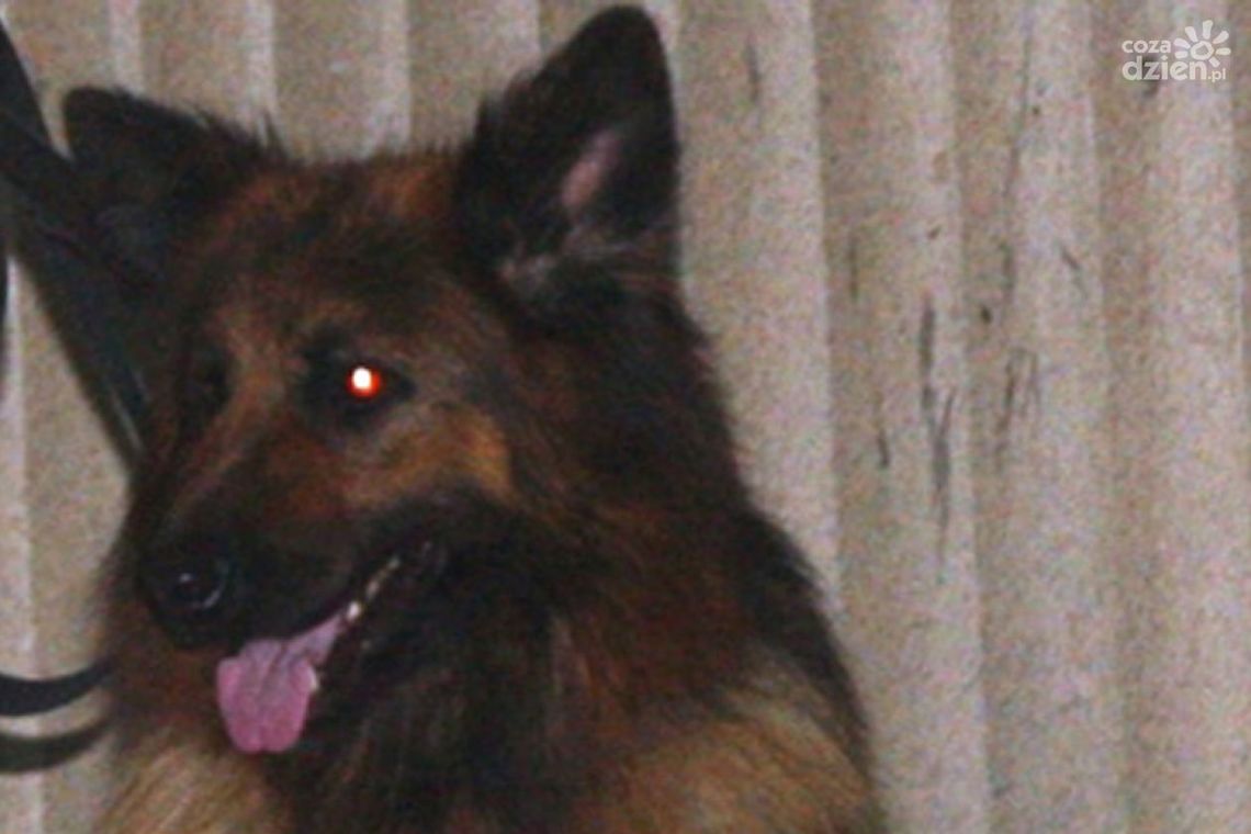 Zaginął pies - prosimy o kontakt