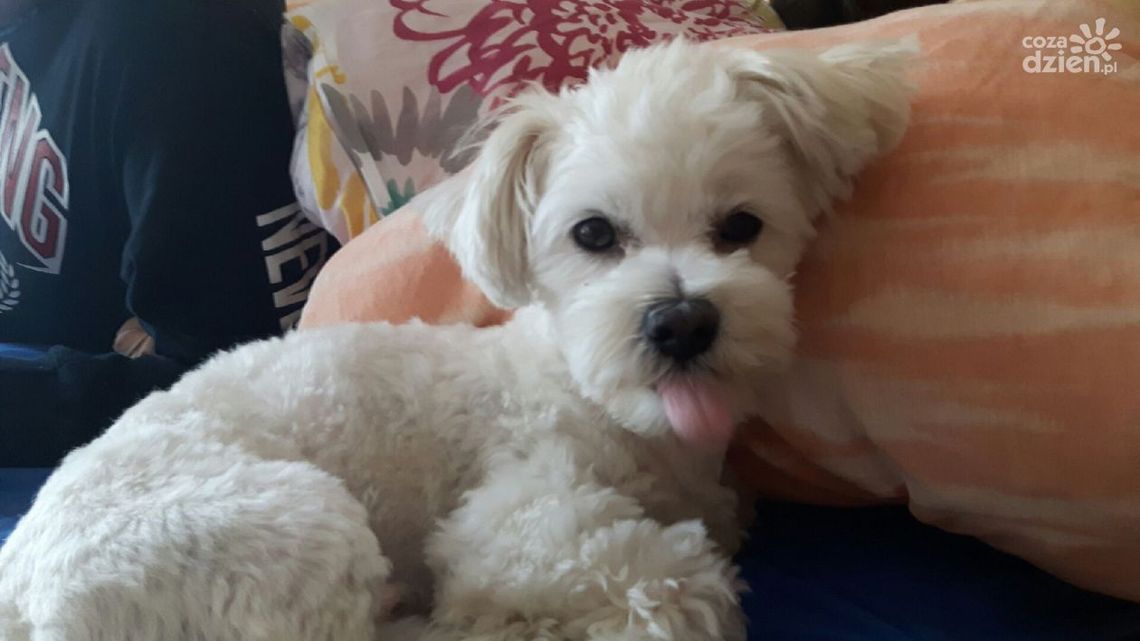 Zaginął piesek! Potrzebna pomoc Zaginął piesek! Potrzebna pomoc