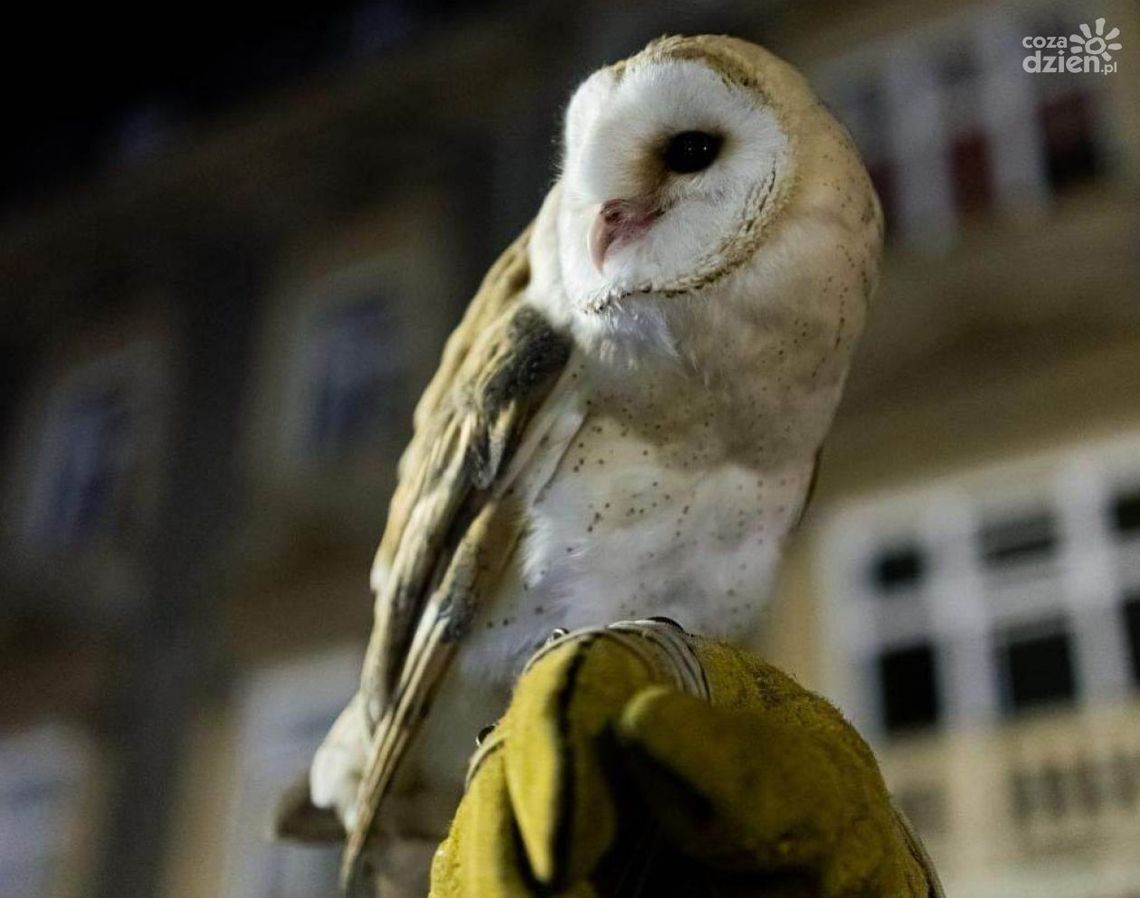 Zaginęła sowa. Właściciel apeluje o pomoc