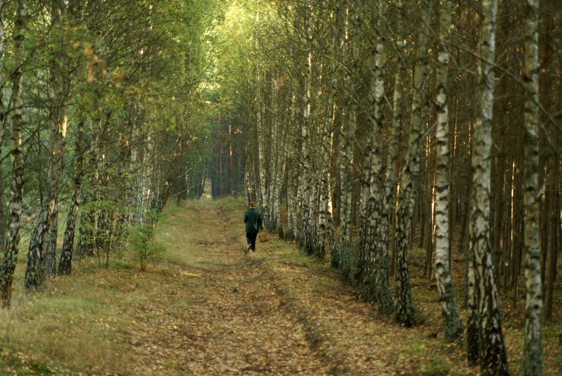 Zaginiony grzybiarz odnaleziony w lesie – pomogła znajomość terenu policjanta-myśliwego