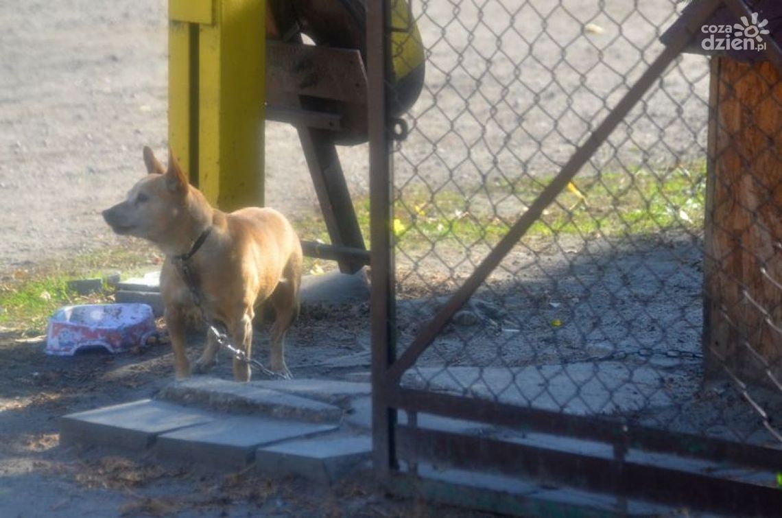 Zagłodzony pies udusił się na łańcuchu