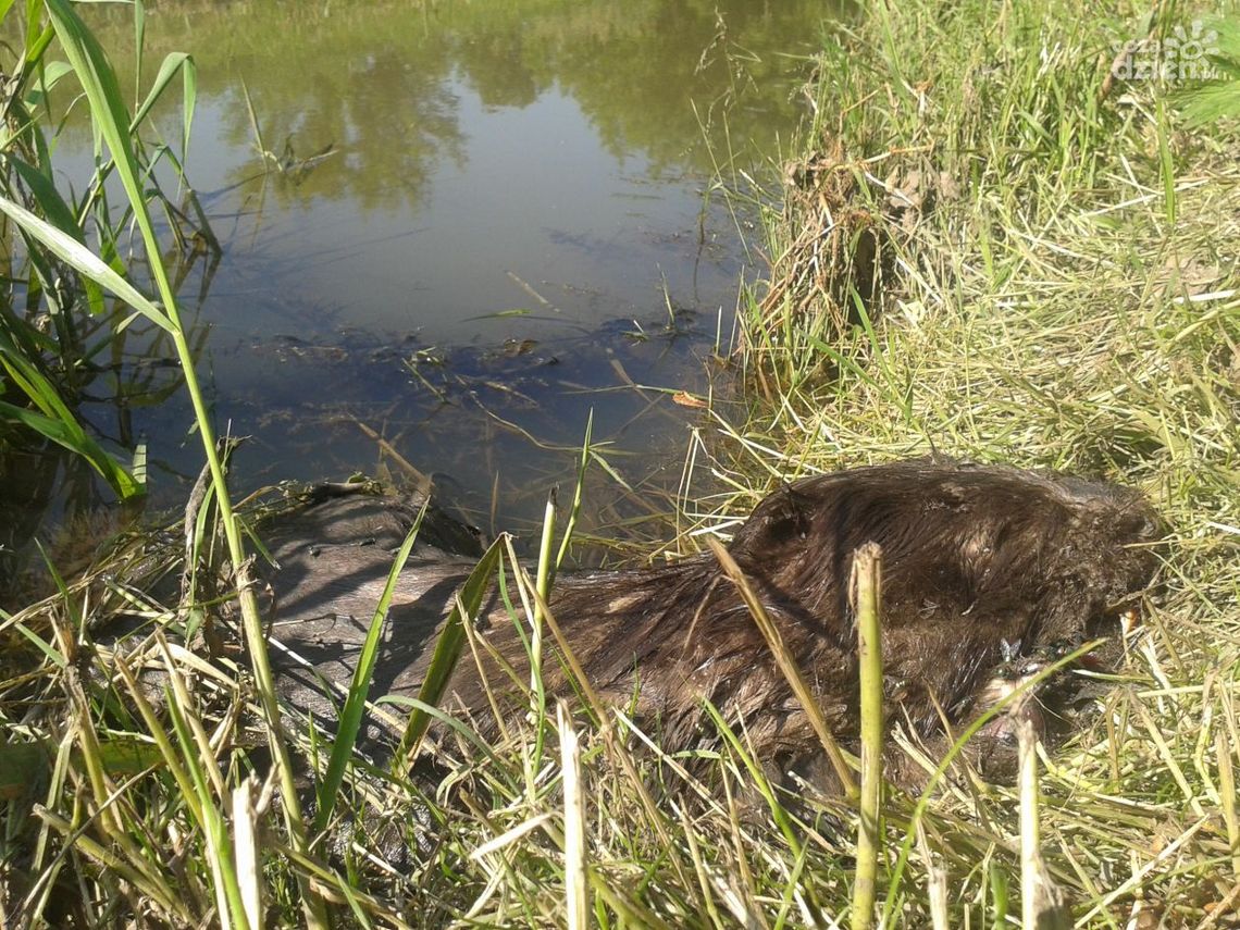 Zamiast "LIFE" jest "UNLIFE"? 