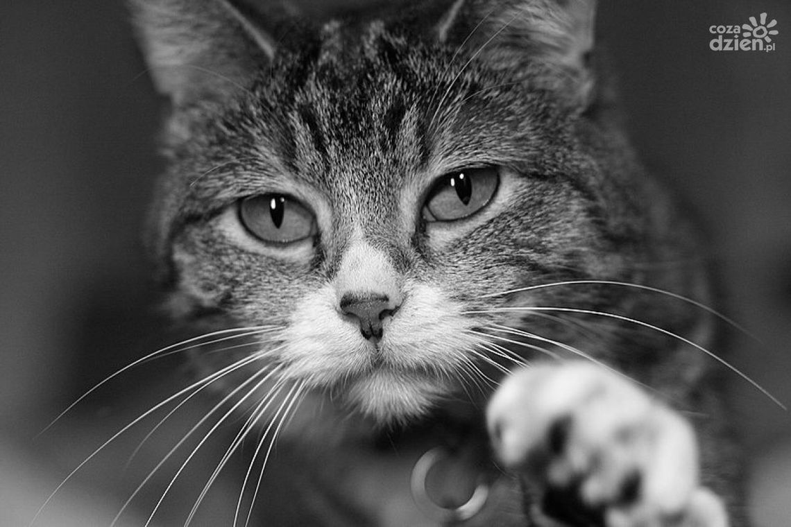 Zamknął koty w mieszkaniu na 10 miesięcy. Zwierzęta nie przeżyły Zamknął koty w mieszkaniu na 10 miesięcy. Zwierzęta nie przeżyły