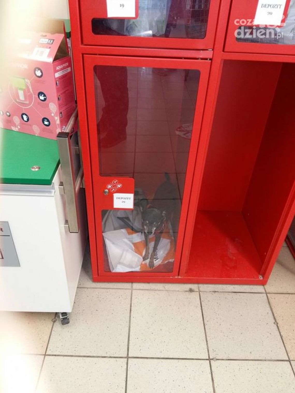 Zamknięto psa w depozycie