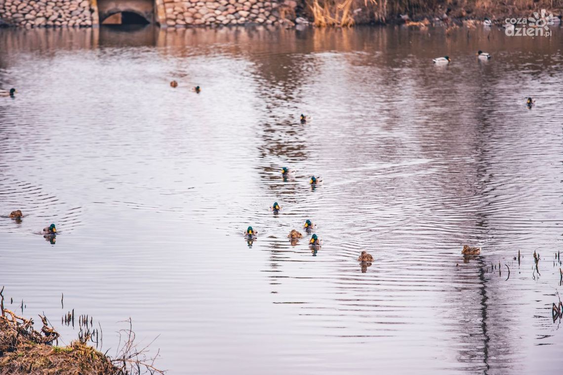 Zanieczyszczone oczko wodne na os. Gołębiów II Zanieczyszczone oczko wodne na os. Gołębiów II