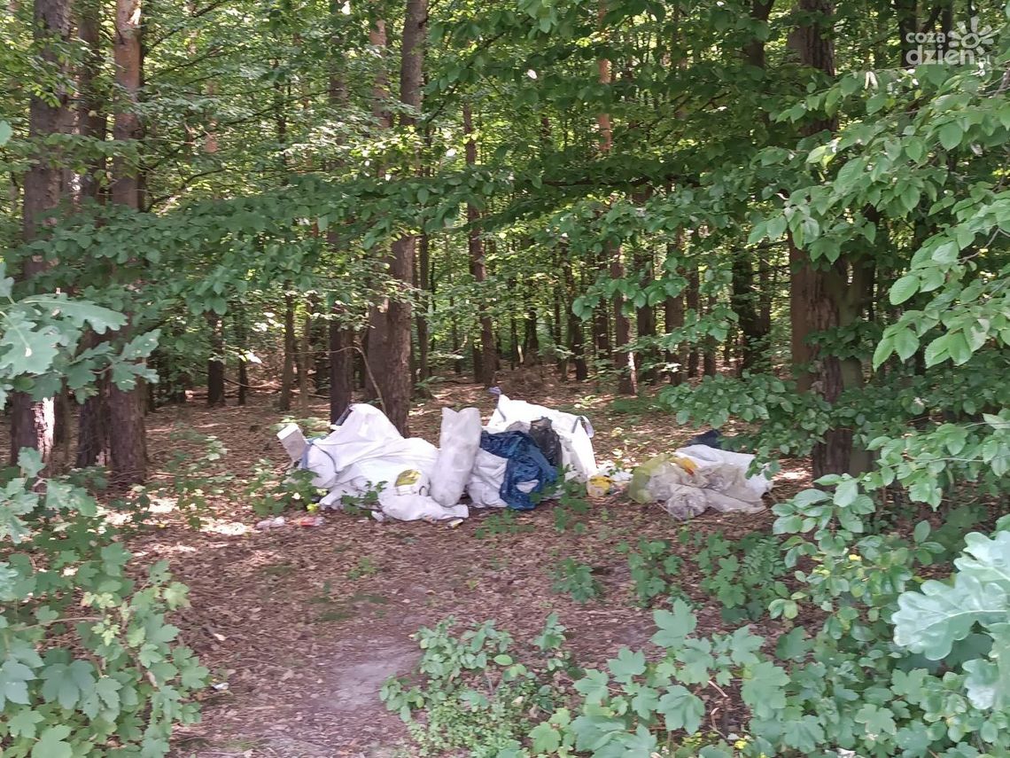 Zapomniał odrobić lekcje o ekologii. Leśny "brudas" musiał posprzątać