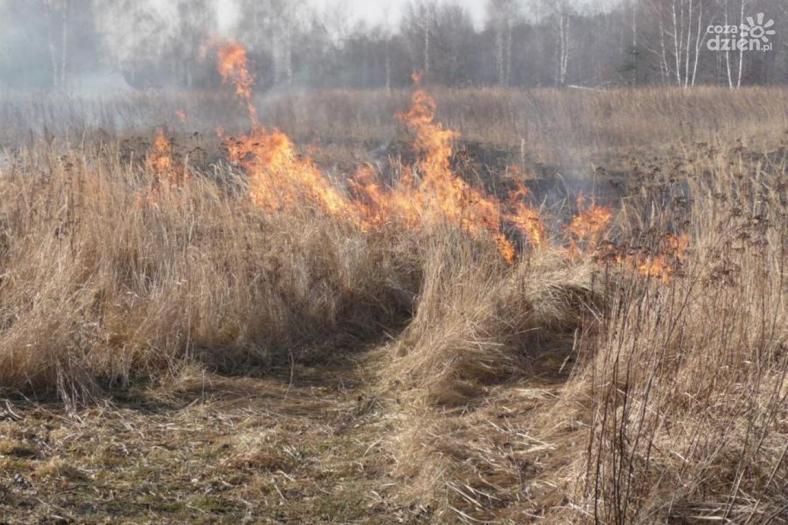 Zatrzymali 19-latka podejrzanego o podpalenia