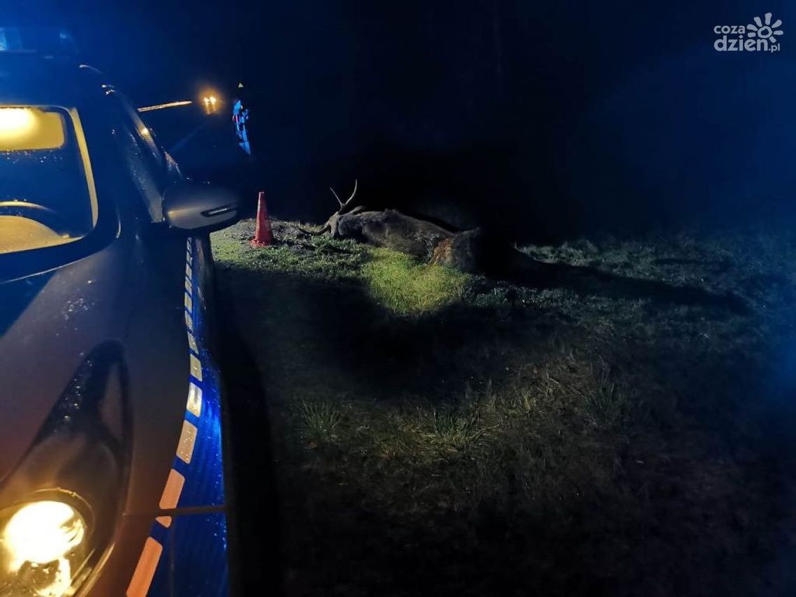 Zderzenie z łosiem Zderzenie z łosiem