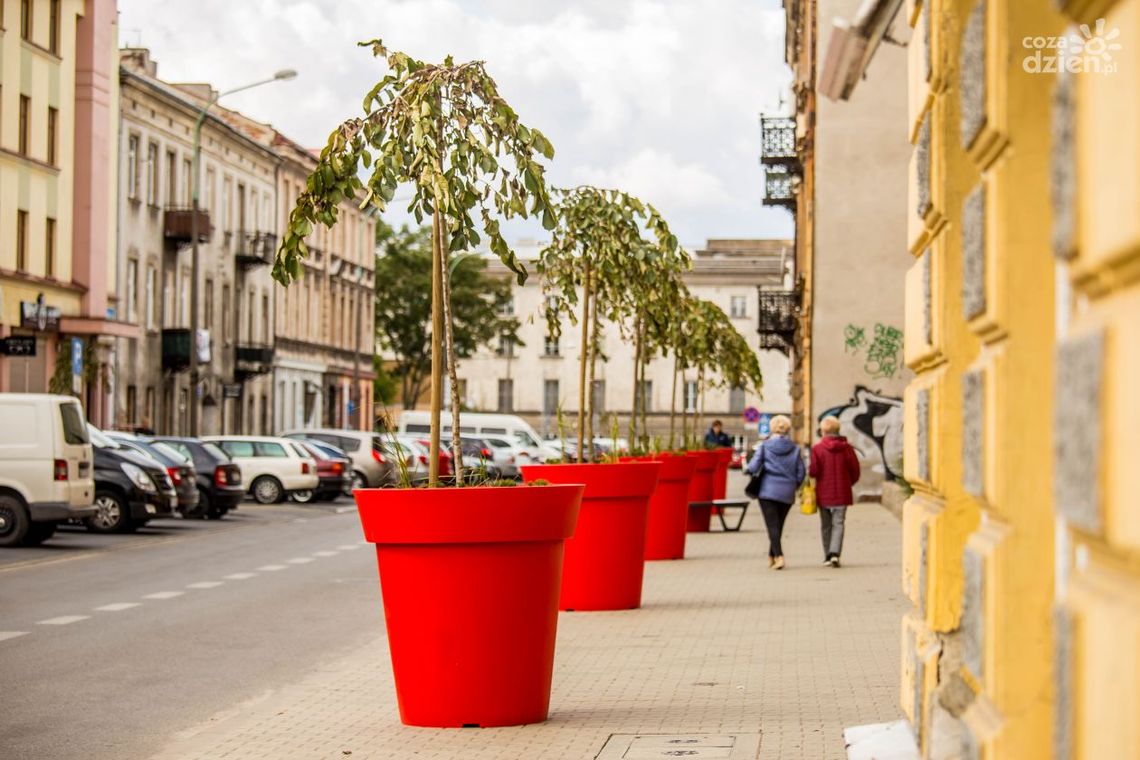 Zieleń wróciła na ul. Marii Skłodowskiej-Curie