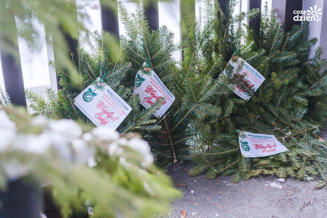 Zielony prezent od leśników