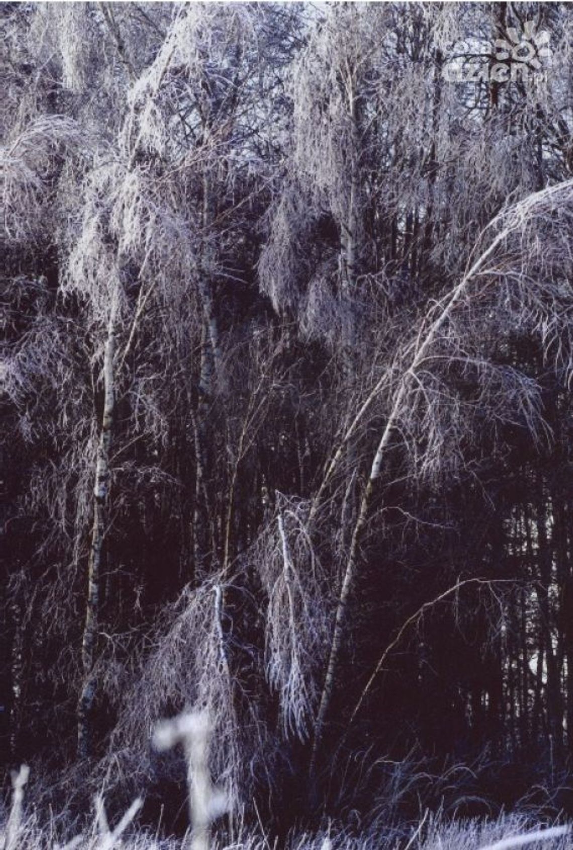 "ZIMA 2014" wystawa Zbigniewa Staniszewskiego