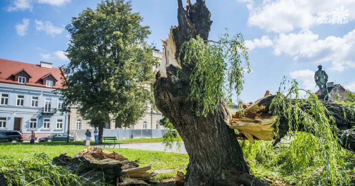 Złamała się wierzba na rynku!
