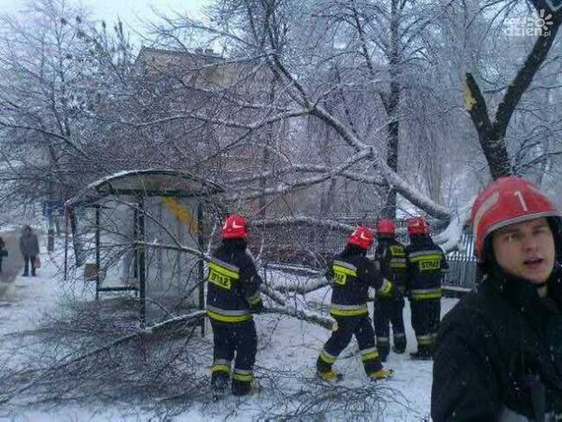 Złamane drzewo uderzyło w przystanek! Złamane drzewo uderzyło w przystanek!