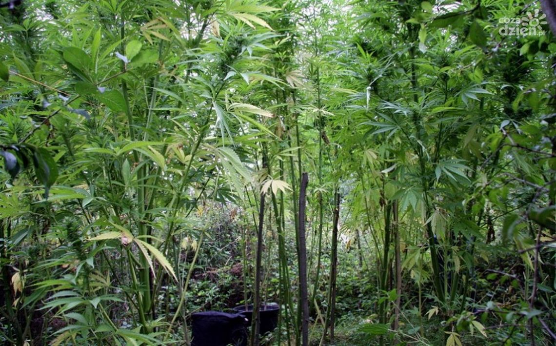 Zlikwidowali sporą plantację konopi indyjskich Zlikwidowali sporą plantację konopi indyjskich