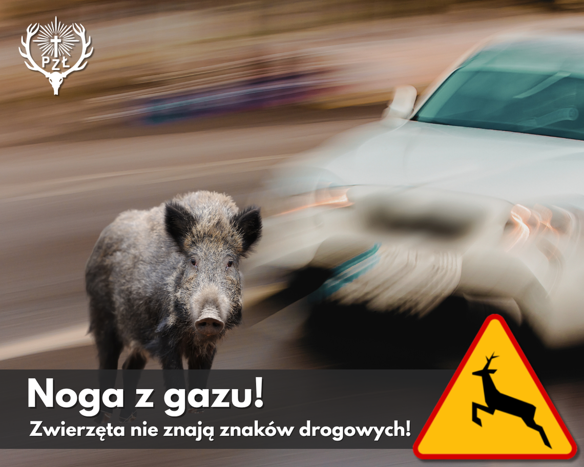 ZŁOTA, ALE NIEBEZPIECZNA JESIEŃ: UWAŻAJ NA "MIŁOSNY SZAŁ" NA DRODZE!