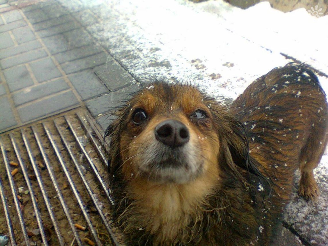 Znaleziono psa! Ma obrożę, ale bez danych