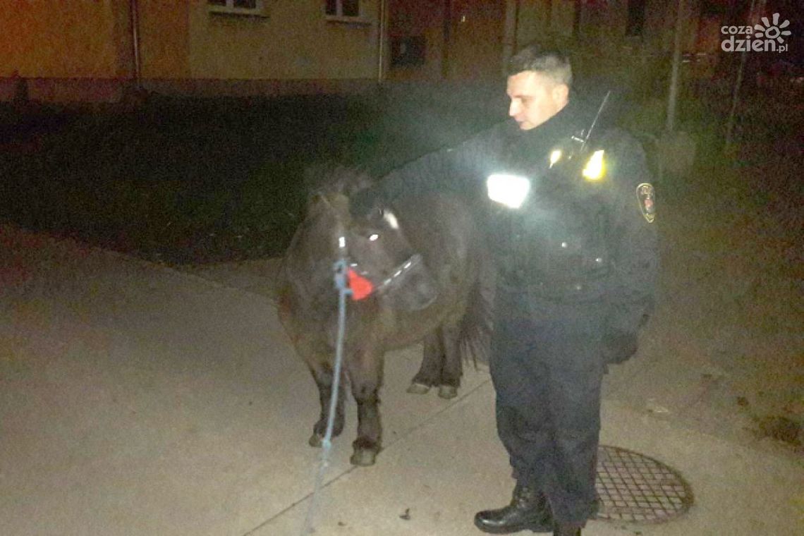 Znaleźli kucyka, dwa dni później odnalazł się też właściciel