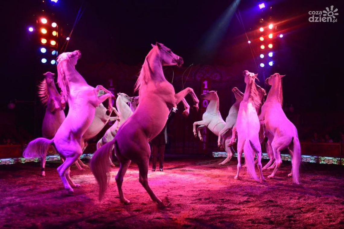 Znamy opinię radomian na temat cyrków