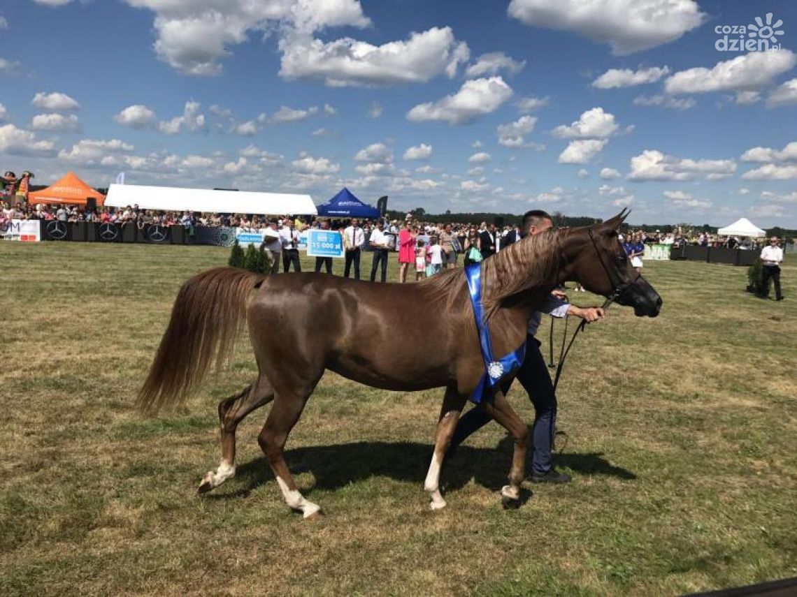 Znamy zwycięzcę Czempionatu Koni Arabskich