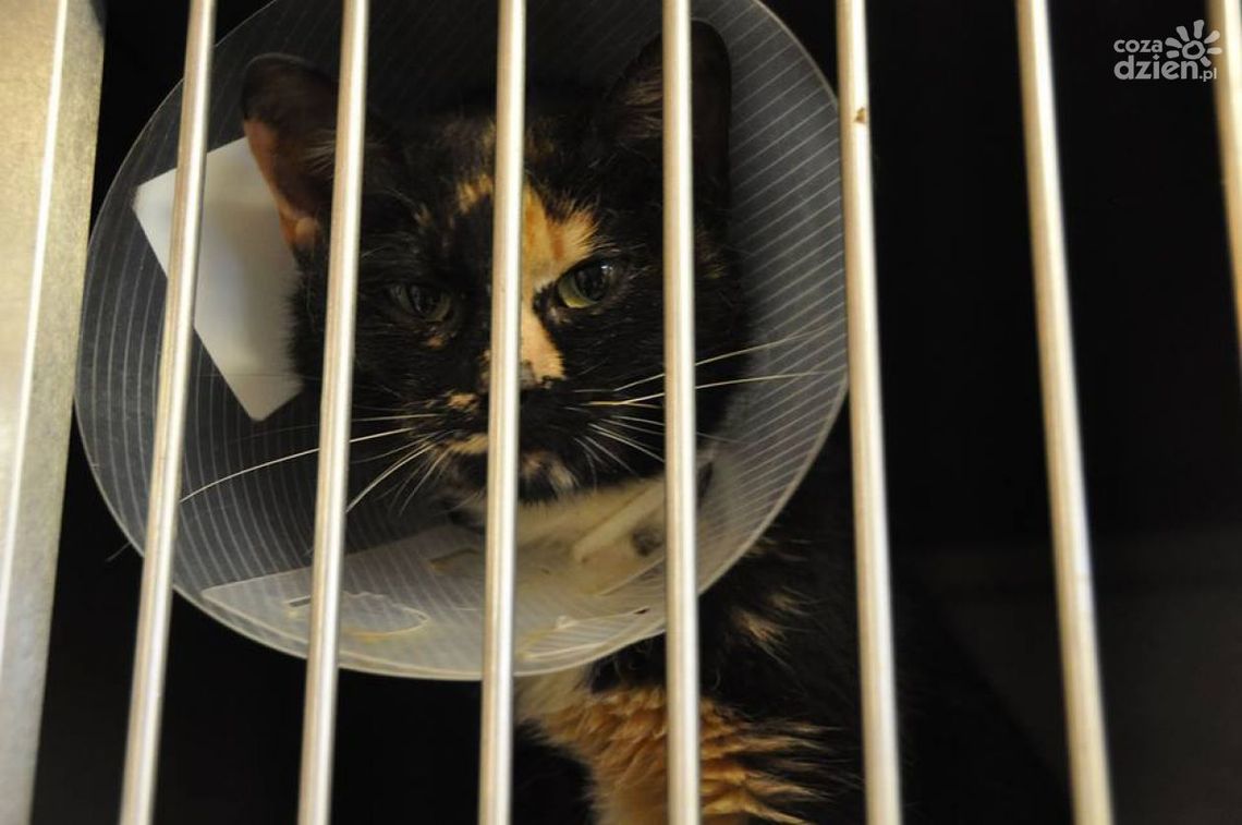 Znęcają się nad zwierzętami – również w Radomiu Znęcają się nad zwierzętami – również w Radomiu