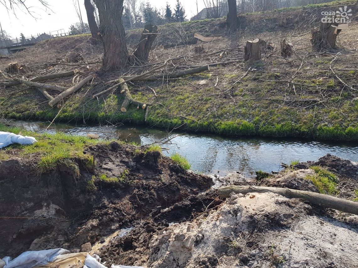 Zniszczona bobrza tama