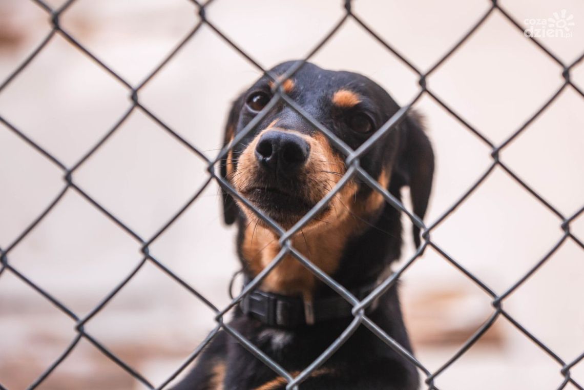 Zostań św. Mikołajem dla bezdomnych zwierząt Zostań św. Mikołajem dla bezdomnych zwierząt