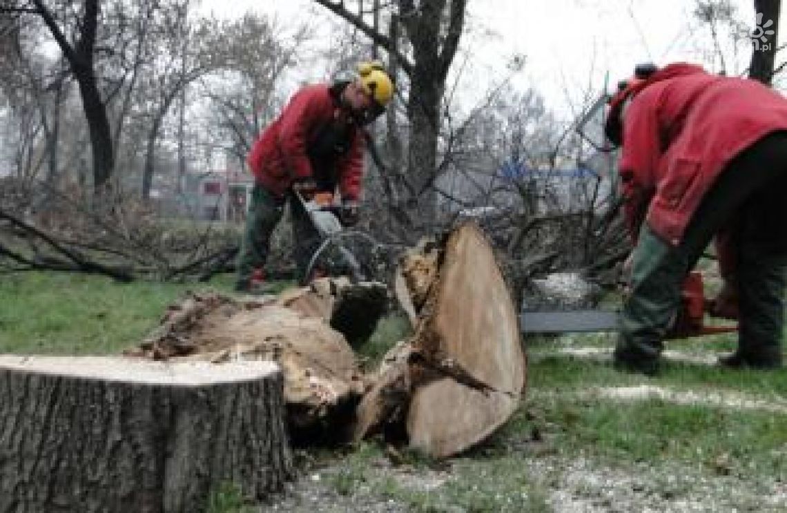 ZUK ogłasza przetarg na sprzedaż drewna