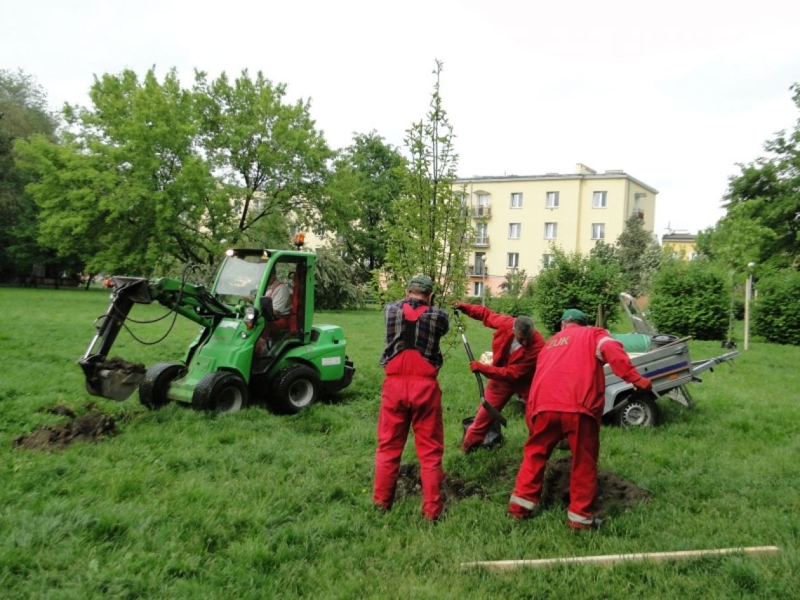 ZUK posadzi ponad 100 drzew