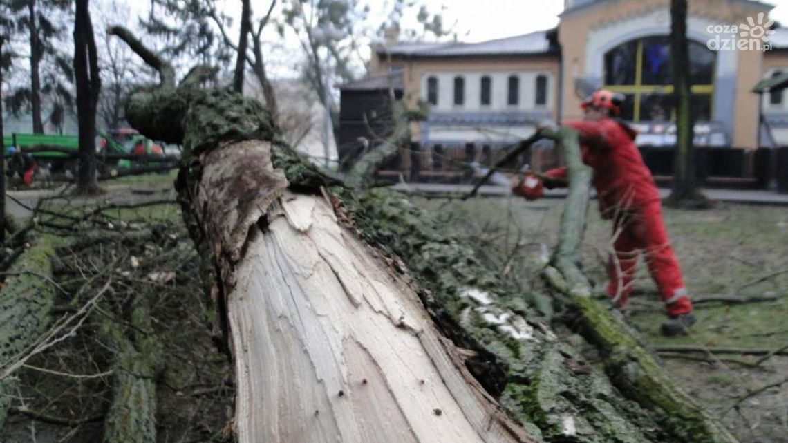 ZUK prowadzi wycinkę na Placu Jagiellońskim