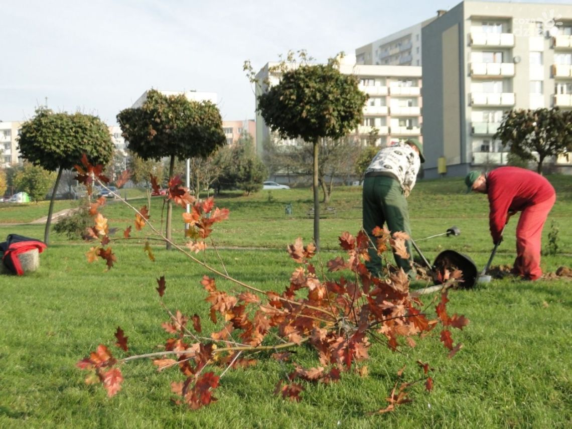 ZUK sadzi dęby i buki. Za 20 tys. zł ZUK sadzi dęby i buki. Za 20 tys. zł