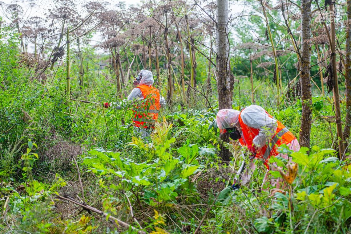 Zwalczanie barszczu Sosnowskiego. Zajmie się tym Nadleśnictwo Radom