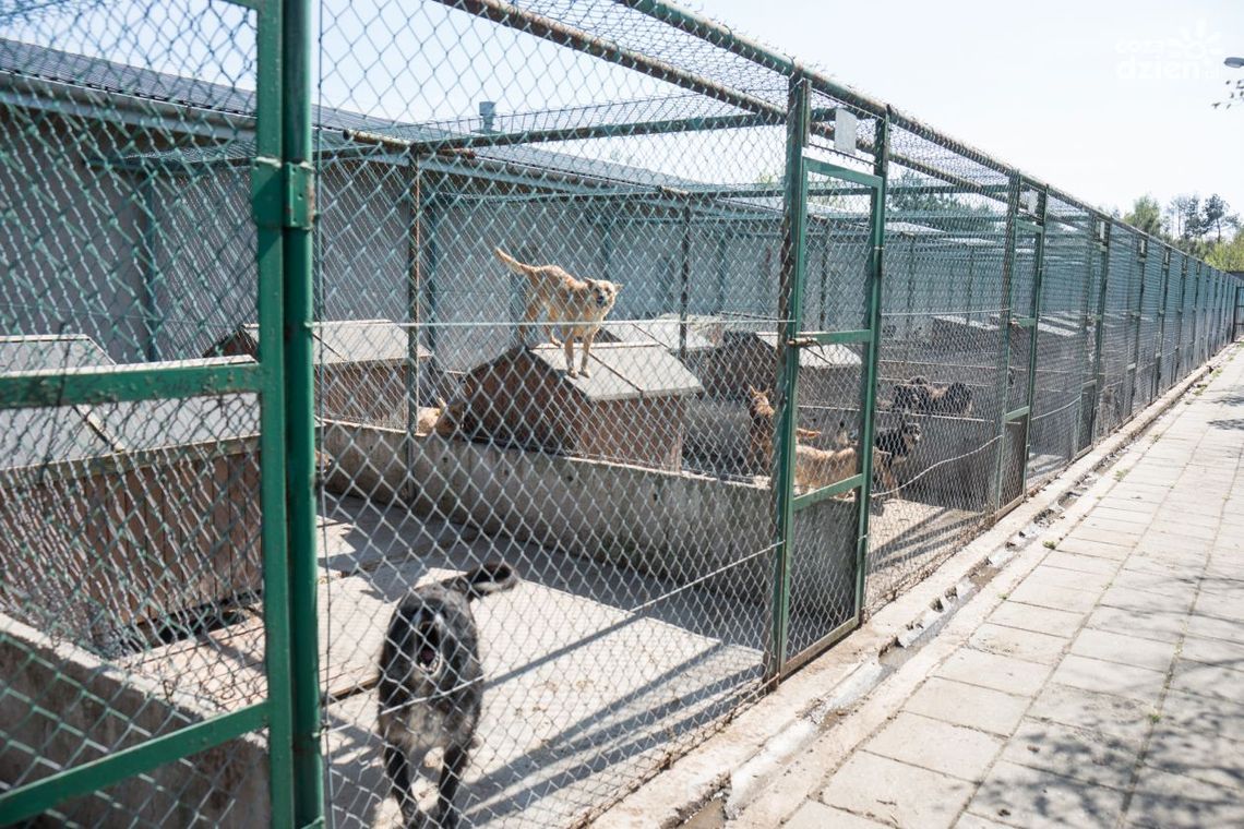 Zwierzakom będzie przyjemniej