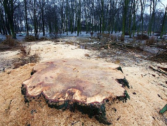Wycinka drzew w "Leśniczówce" (fot. Ł. Stańczuk)