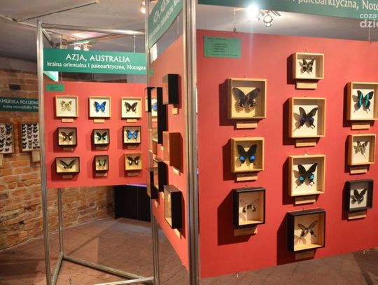 "Kolorowy zawrót głowy. Owady tropikalne" - Muzeum im. Jacka Malczewskiego