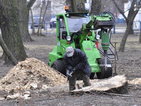 Stary Ogród po wycince drzew Stary Ogród po wycince drzew